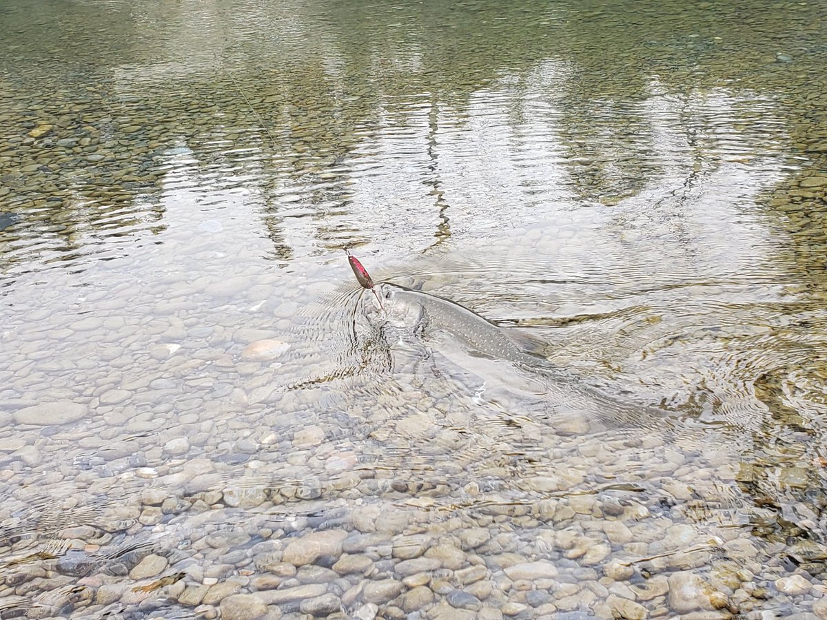 Salmon Charters tweet media