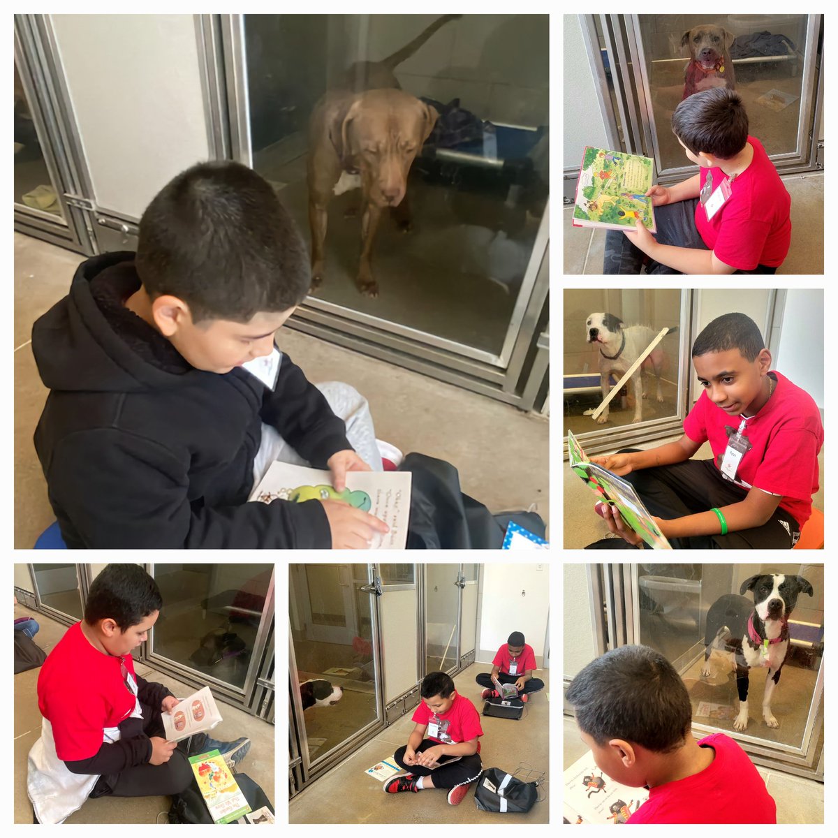 lisnoe66's tweet photo. Great dogs! Great kids! Great books!
The @MarionCSeltzer Pup Star Readers October visit to @CityDogsCLE.
The kennel is full of great dogs who are looking for their forever homes. #AdoptDontShop https://t.co/fIvV1fbWEN