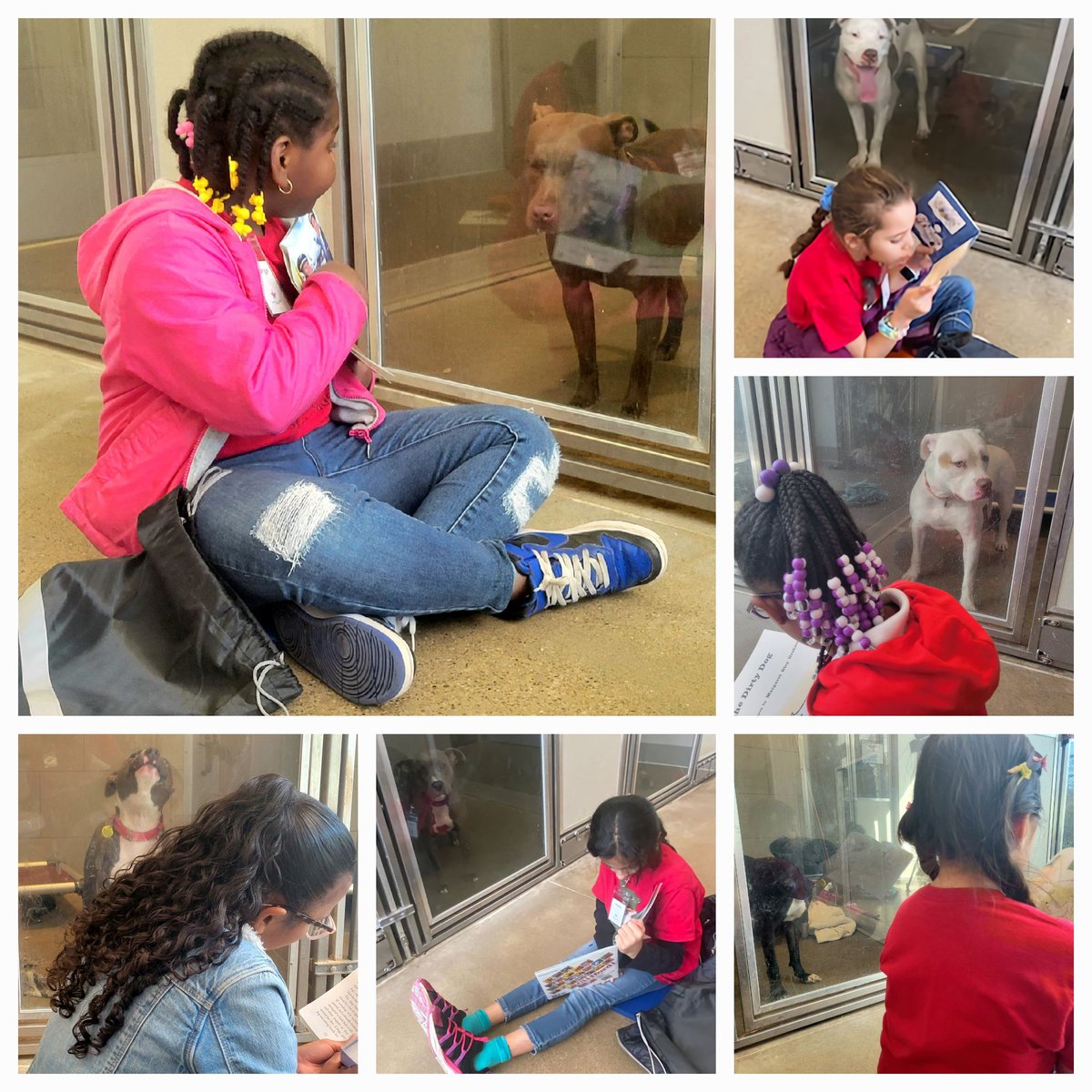 lisnoe66's tweet photo. Great dogs! Great kids! Great books!
The @MarionCSeltzer Pup Star Readers October visit to @CityDogsCLE.
The kennel is full of great dogs who are looking for their forever homes. #AdoptDontShop https://t.co/fIvV1fbWEN
