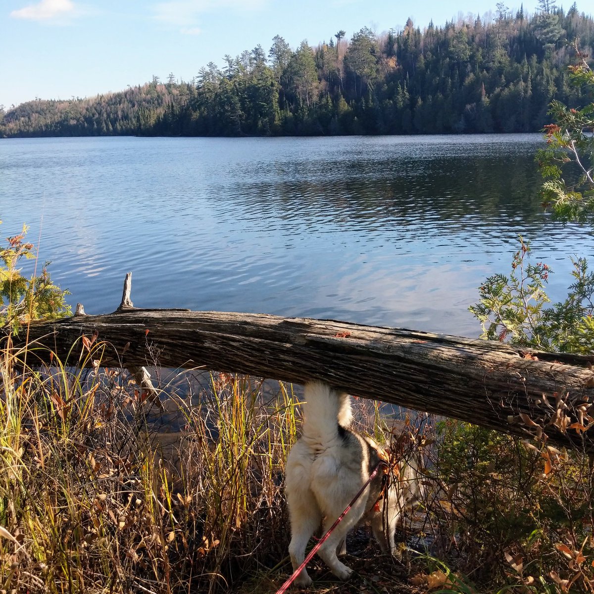 paws2trail's tweet photo. Yesterday we hit the South Lake Trail again. Much cooler than last time (when 80F was more than we were prepared for) but it's still a technical, tiring trail.

At times, a hang glider would have been nice! https://t.co/UpUwmvP3vJ