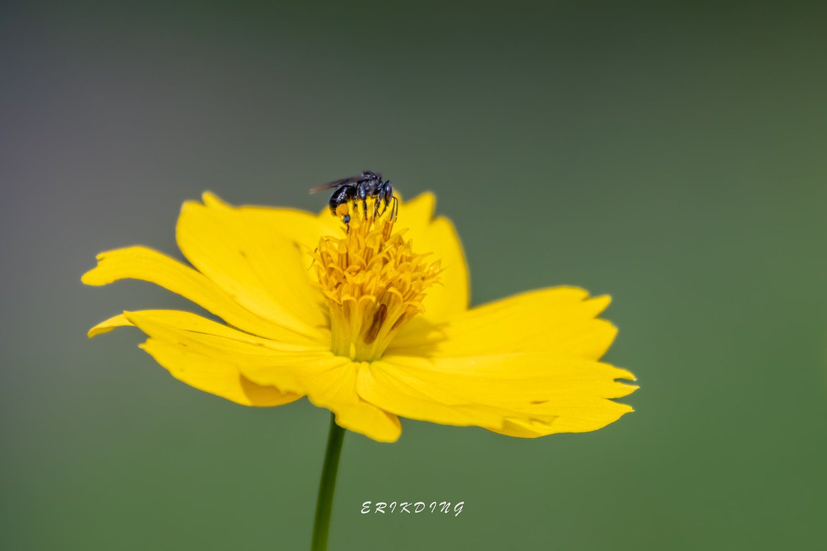 ErikDing868's tweet photo. #honeybee #bee #bees #savethebees #nature #honeybees #beesofinstagram  #pollen #macro #naturephotography #flowers #macrophotography #insects #pollinators #macroworld #macrobee #plants #entomology #bhfyp #macrophoto #flowerphotography #love #canon #brilliance #beepickingpollen https://t.co/nVvxqjgSQu