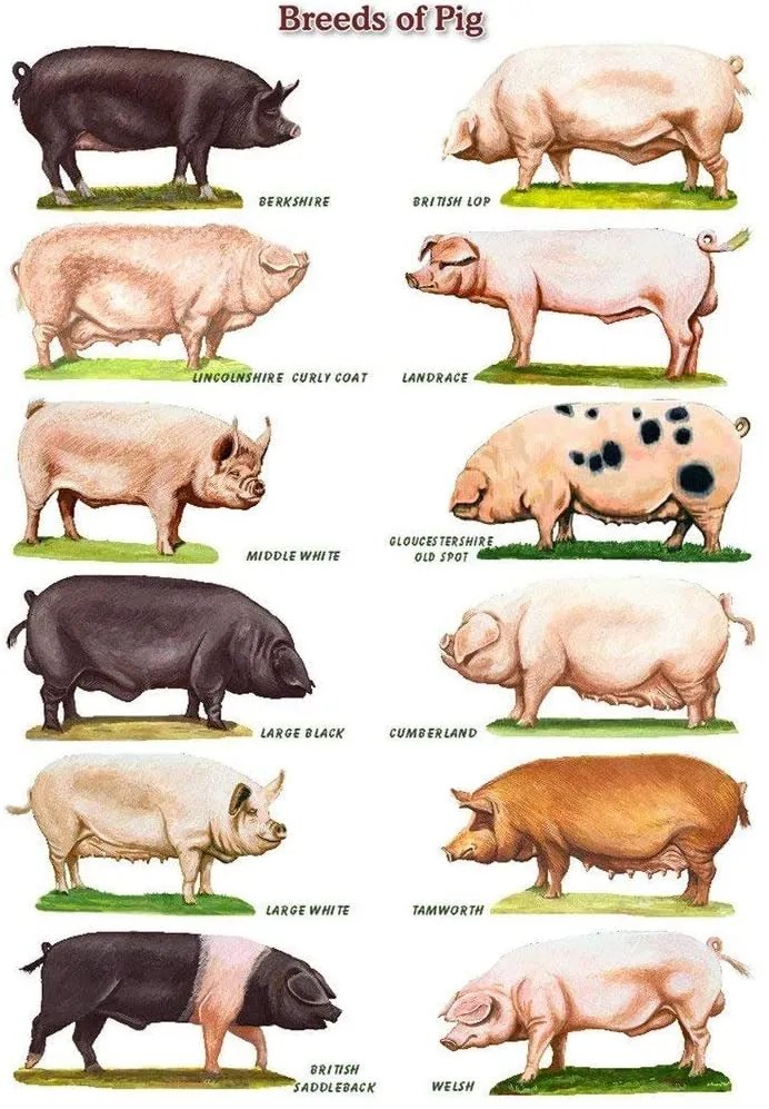 Not to HOG your Twitter feed, but check out these awesome pig breeds! #COA22 #Swine #PigWeek