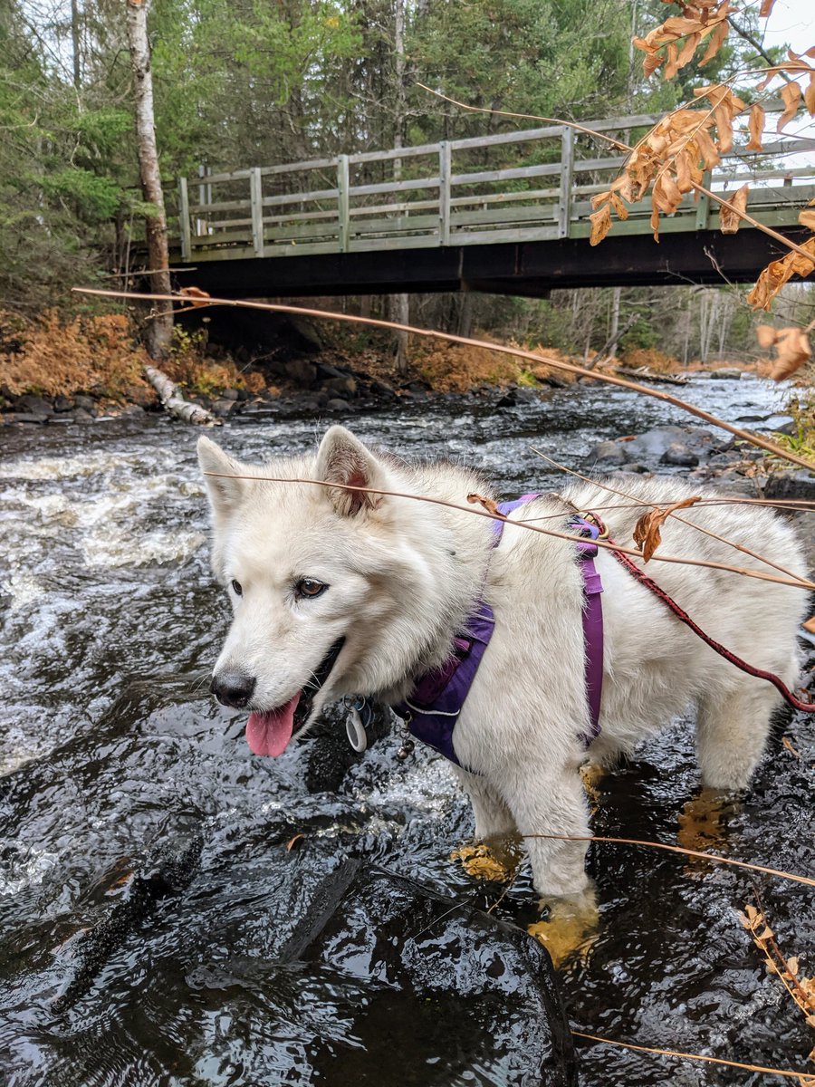 paws2trail's tweet photo. It wasn't all dry hiking! The wet crossing just off the Gunflint hwy was still there, though not quite as deep as when we waded it in May's snowmelt. And a beaver dam past where we'd gone before was just barely traversable.

But we were rewarded with a splash in the Cross R. https://t.co/6BU6WHNFVA