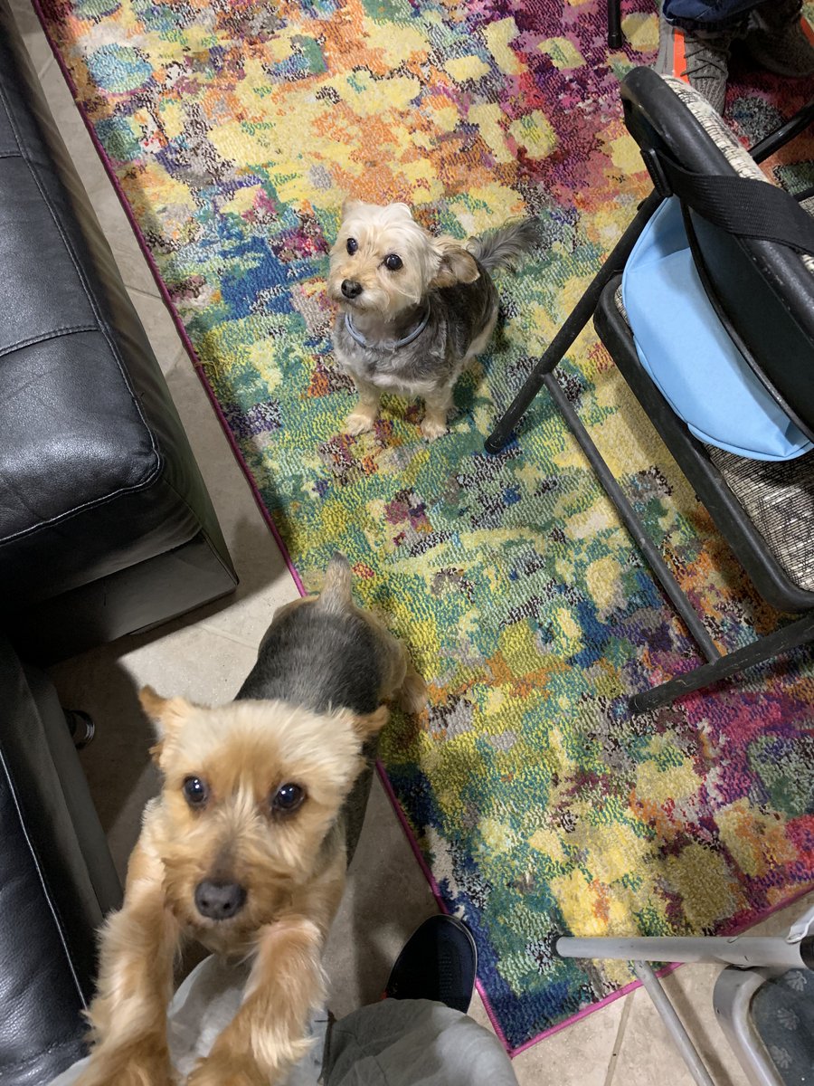 Spike 🃏⛩️🦍 (ShinySnorlax.eth) tweet media