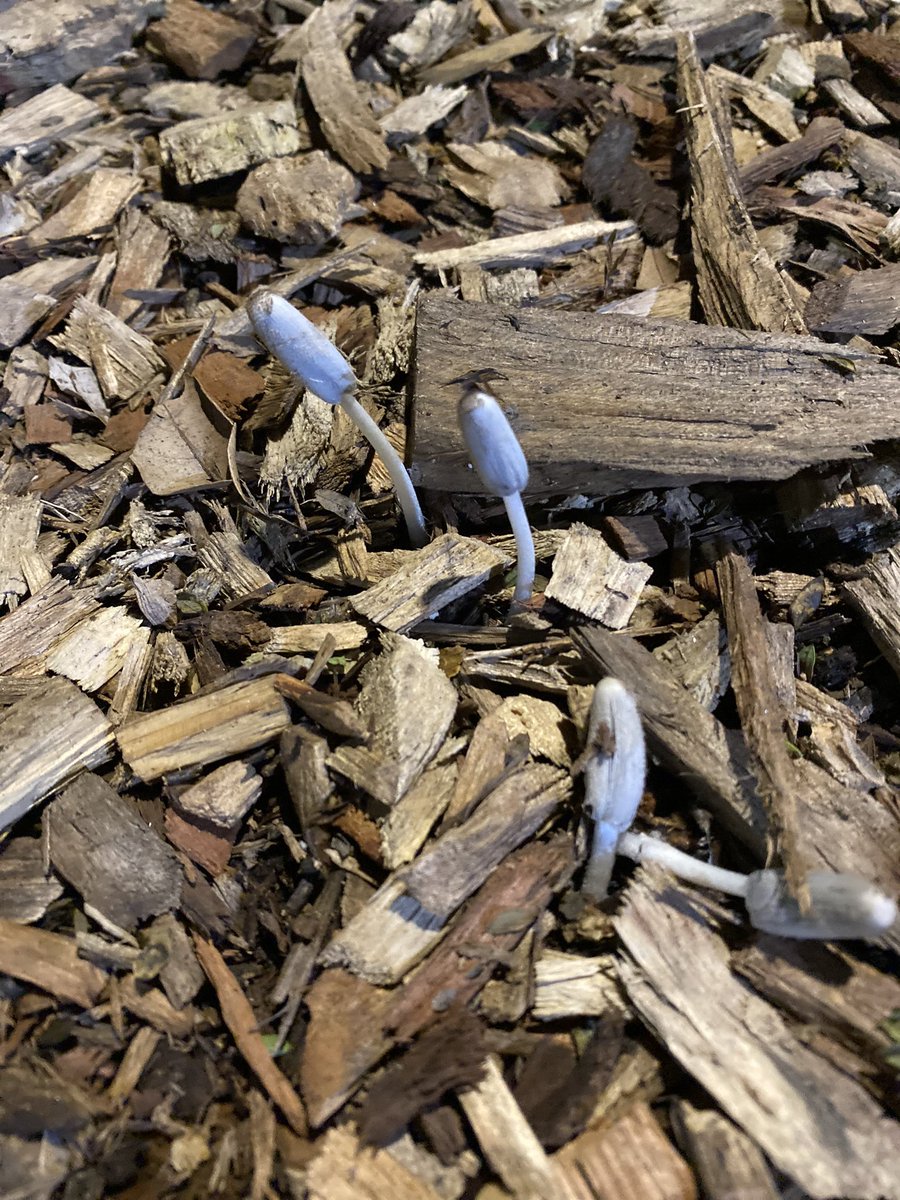 CamellonVAR's tweet photo. ¡Hola @Fungi_Cosas! Me encontré estos seres en el camellón, ¿sabrás que son? 🫶🏼 https://t.co/8x3ufiEYlX
