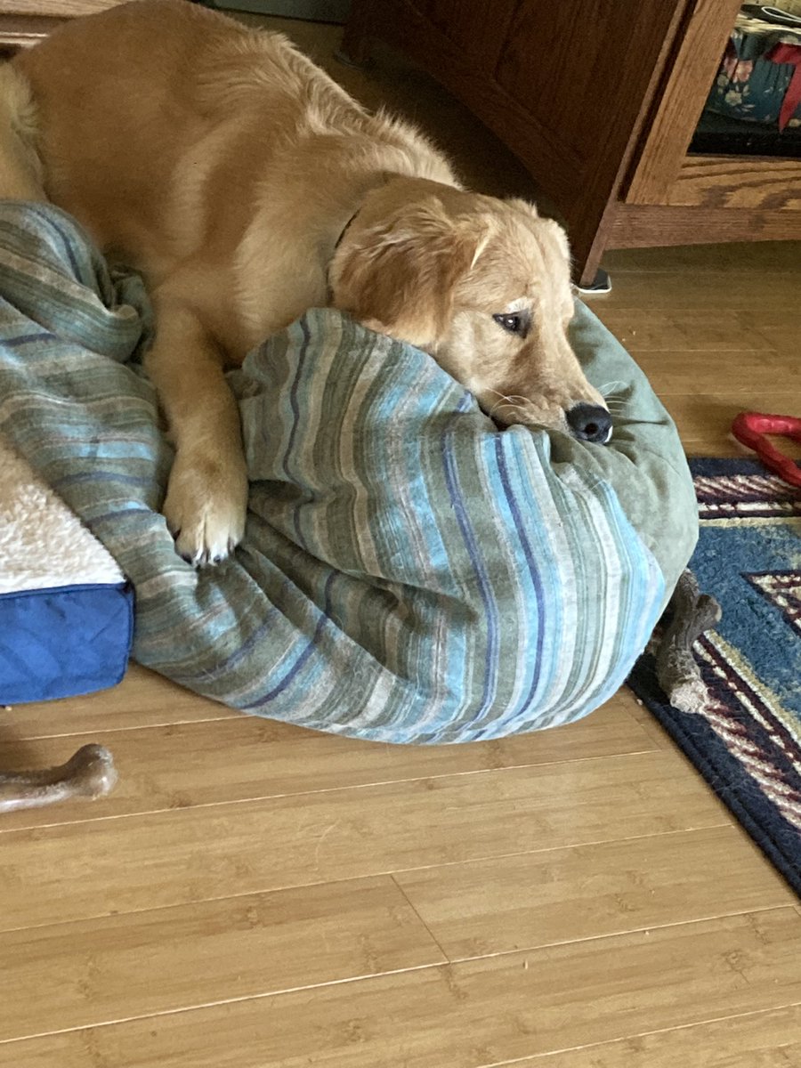 Atiesnhoj's tweet photo. @elissaben70 I empathize with you. Just completed cancer treatment myself and it’s a grind. I’ll send you good vibes and pray for your speedy recovery. My golden retriever Sammy sends his good wishes 😎 https://t.co/fWD45Uq4Gu