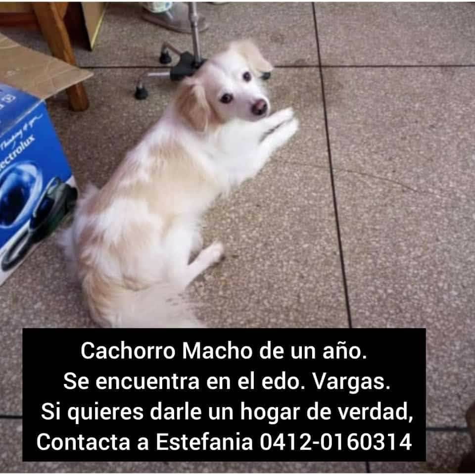 PerroUsuario Wof '•' tweet media