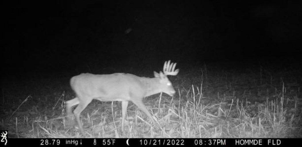 cppottier's tweet photo. Annual question for all my friends on here. This is a buck we call Justin Tucker. Best guess on age for this buck? I thought he was only 4 because I am not 100% who he is from last years cast of 3 year olds. But damn does his body look big. https://t.co/CzX3Rw3Jnx