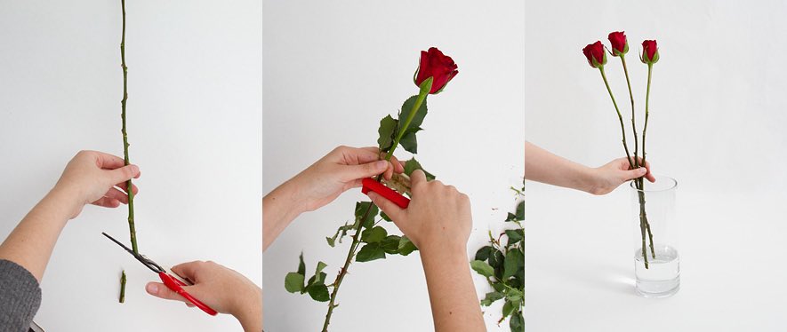 Flower Care.
1.) Cut the flower stem at an angle.
2.) Remove any foliage that will sit below the water level.
3.) Mix the flower food packet that is given with your flower purchase with water as directed.
4.) Place your flowers in the vase filled with your treated water &amp; enjoy.