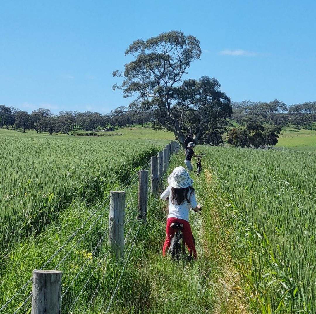 GreatAustralia's tweet photo. Not a bad way to check on the crops and keep the kids entertained 🚲#kapunda #greenock #midnorth #crops #plant23 #kids #playtime https://t.co/VBTbVi5EEq