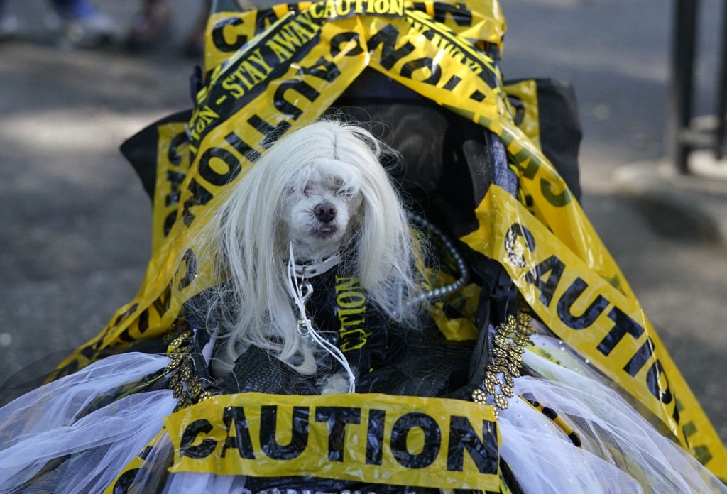 PhilstarNews's tweet photo. COOLEST DOGS OF NYC

Dogs compete in the 32nd Tompkins Square Halloween Dog Parade on October 22, 2022, at Tompkins Square in New York City.

📸 AFP/Timothy A. Clary https://t.co/9FpHqlM1vq