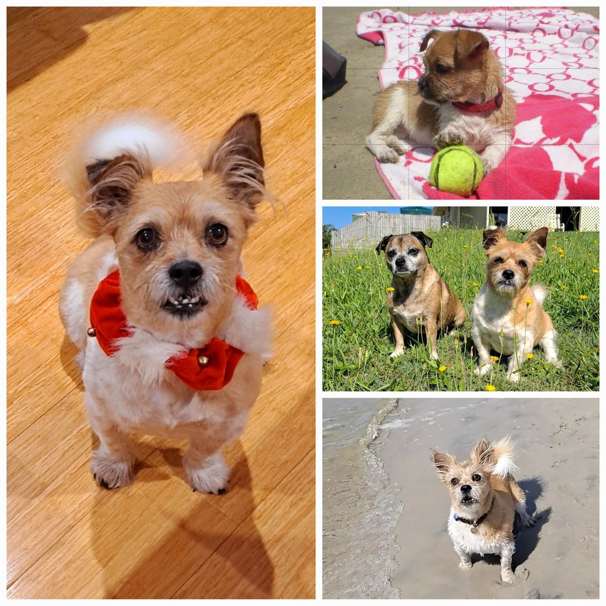 Jetta, our little munchkin. The happiest #dog in the world turns 10 today. So intelligent and energetic and simply oozes #love for everyone. HBD 🤍🐾🧡 

#HappyBirthday #JettaAndBoston #DogsAreFamily #FurryKids #SpoiltMutts #DogsOfInstagram