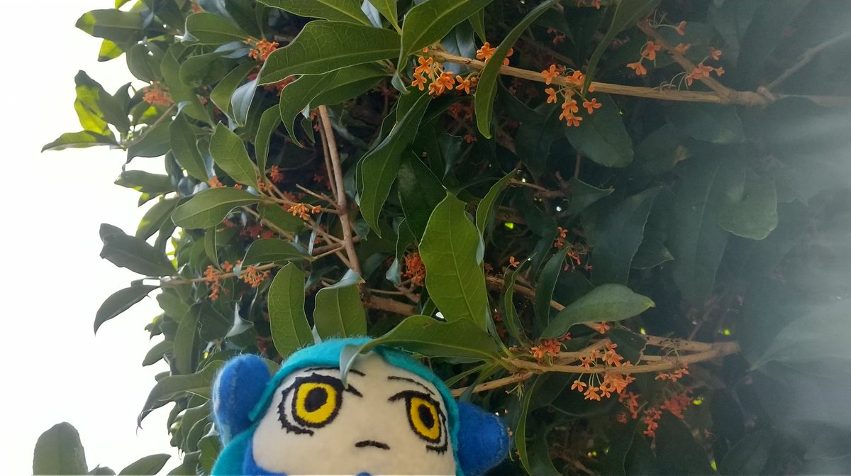 kiyotkym's tweet photo. 玄関だと金木犀の香りしかしないのに、勝手口に行くとくちなしみたいな甘い香りがして、何かと思ってたら銀木犀もあった模様…。多分うちのは銀木犀の方が立派な木。 https://t.co/6cEm0tEp1t