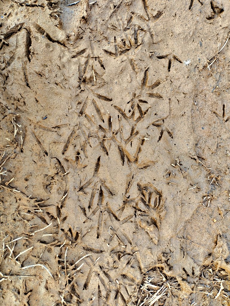 Leave only footprints they said!