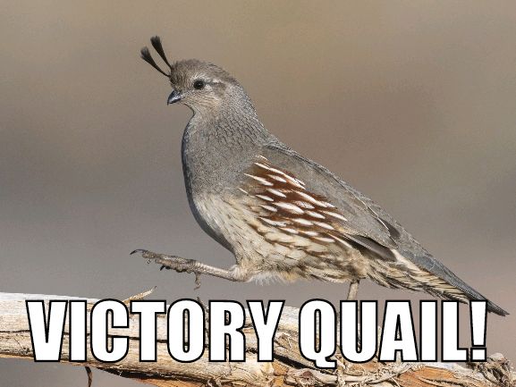 VictoryQuail's tweet photo. #VictoryQuail flies over Sacramento with the #RepublicFC moving on in the post-season! #SACvNM #USLChampionship https://t.co/t7gSNFexjT