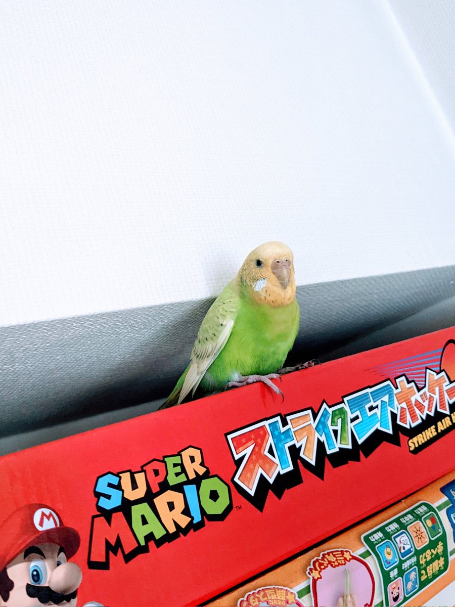 天気が良いので窓を開けてたら、ウチの中にインコが迷い込んで来るという、可愛いけど困ったトラブル。飼い主さんも探してるだろうし、どうしたらいいんだろうなぁ。