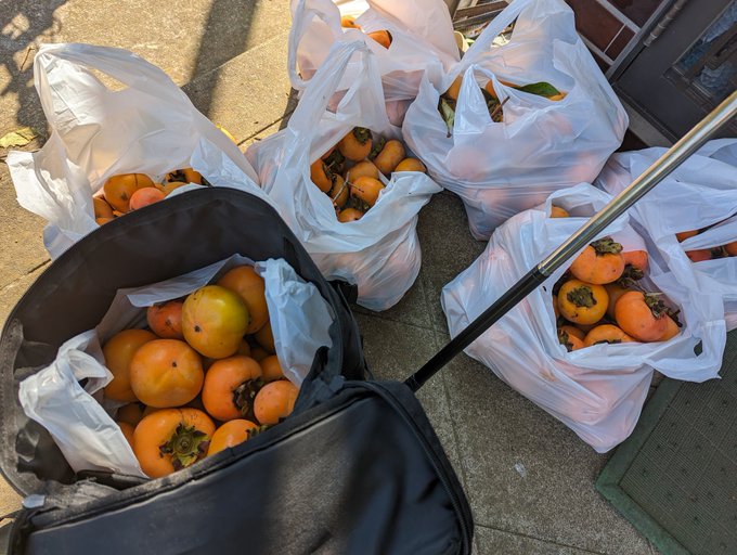 けれにゃんと庭の柿をとりました(15%くらい) 