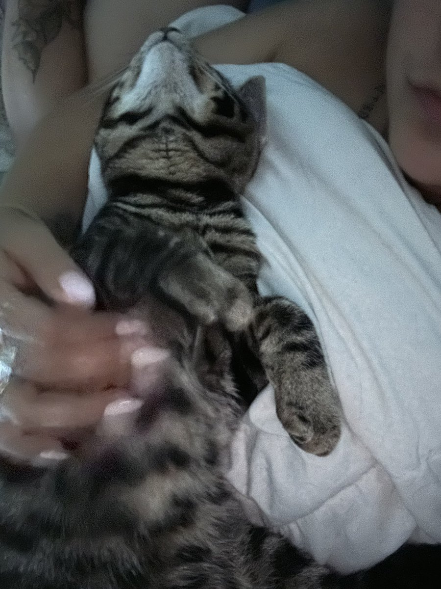 itsBubbleTee's tweet photo. This is my handsome man sleeping after 8 hours of terrorizing me and the other cats.  #demonkitty #furbaby #kittensoftwitter #sourpatchcat https://t.co/g8PlbsJb3b