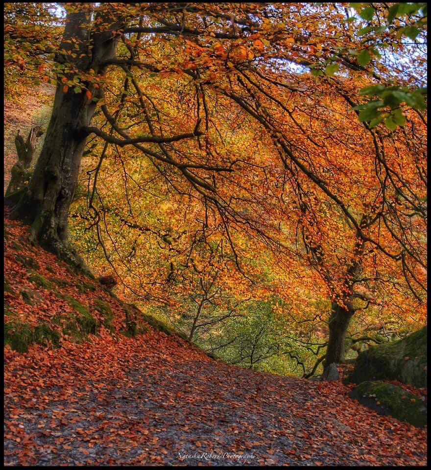 Natasha Roberts Imagery tweet media