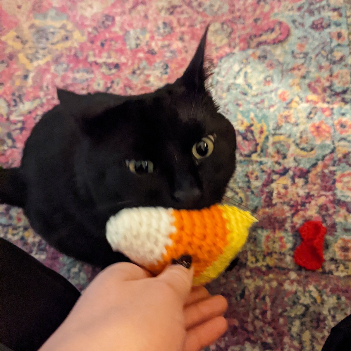 DeaconTheCat's tweet photo. CROMCH https://t.co/95KEUPRfIe