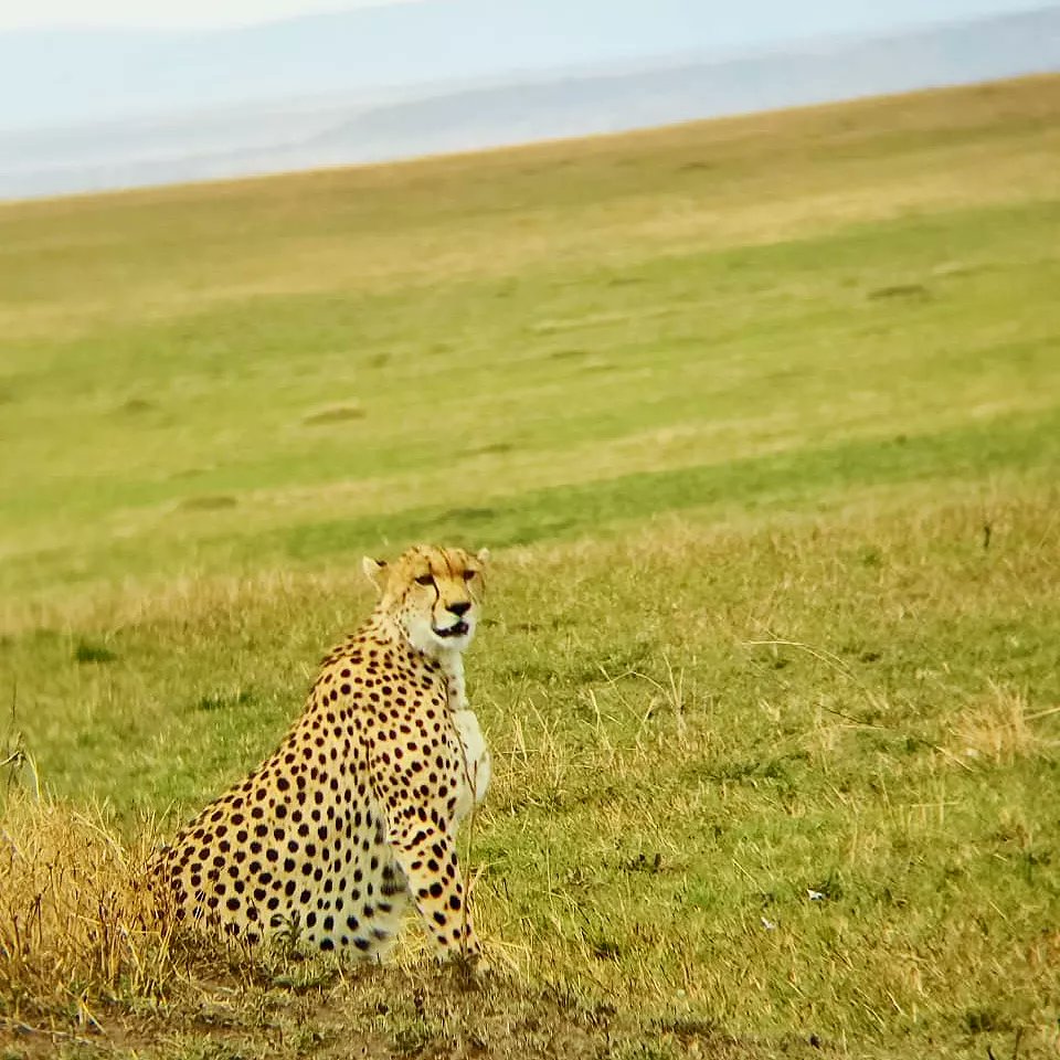 PriorityWild's tweet photo. Morning drive spotting a cheetah 🐆 out to hunt for the day 🐱

📍Maasai Mara Game Reserve, Kenya🇰🇪

FOR YOUR SAFARI BOOKINGS : +254 722831119
 bookings@prioritywildsafaris.com 

 #adventureanywhere #kenya   #adventure #conservation #wildlife #vacation  #cheetah  #outdoors https://t.co/1yAQjb5nUm