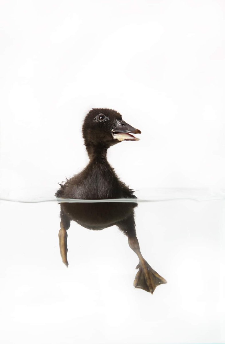LibbyMbc's tweet photo. I'm missing my ducks who went back to the farm today. My cat Oppie was terrified of them but she just spent 30 minutes looking for them. This is Unicorn. He was born 5 days later than all the other ducks #duckhatching #nannymccluckins https://t.co/ueu7WtggE6