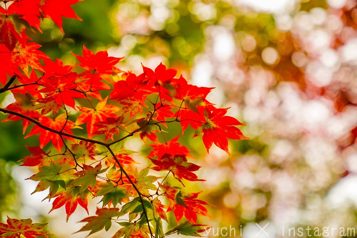 PhotoYuichi's tweet photo. 懐古園の紅葉
やっと色づきはじめました
短い秋を楽しみましょう
#紅葉
#懐古園
#小諸
#さくすたぐらむ
#佐久すたぐらむ
#長野県
#スナップ写真
#ソレイイネ
#フォトグラファー
#Saku_stagram
#Come_to_Saku_City
#autumn_leaves
#단풍
#photo_spot
#snapshot
#photographer
#soreiine https://t.co/vUGQCJ8ZY4
