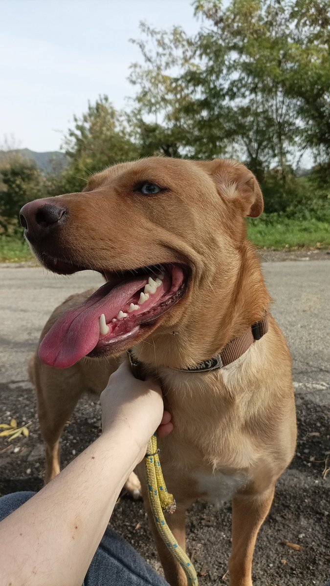 BMandess's tweet photo. Cleared my head a bit, thanks to this warm October Sunday and my incredibly fun and hyperactive fur-daughter, Iris. https://t.co/IkQkKSA9lK