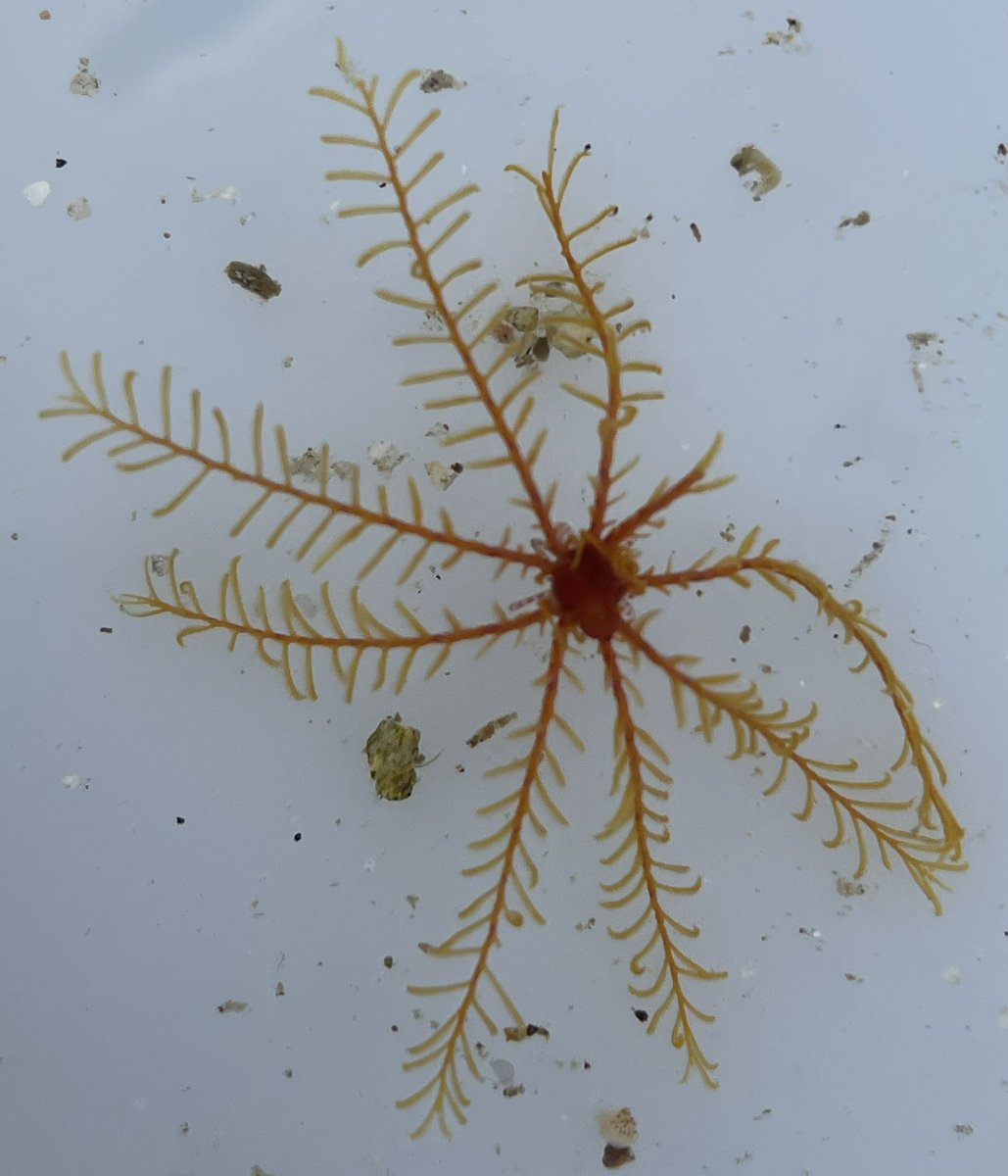 Baldbirder (@baldbirder1) on Twitter photo Fantastic rock-pooling trip out with <a href="/scillyrockpools/">Scilly Rockpool Safaris</a> this morning - lots of salty highlights: tiny cowries; miniature Squat Lobster; enormous Dahlia Anemone and the super delicate-looking Feathered Starfish. @ScillyTIC <a href="/ScillyWildlife/">Isles of Scilly Wildlife Trust</a> #wildlife #nature Thanks <a href="/stmarys_patch/">Scott Reid</a> Fantastic rock-pooling trip out with <a href="/scillyrockpools/">Scilly Rockpool Safaris</a> this morning - lots of salty highlights: tiny cowries; miniature Squat Lobster; enormous Dahlia Anemone and the super delicate-looking Feathered Starfish. @ScillyTIC <a href="/ScillyWildlife/">Isles of Scilly Wildlife Trust</a> #wildlife #nature Thanks <a href="/stmarys_patch/">Scott Reid</a>