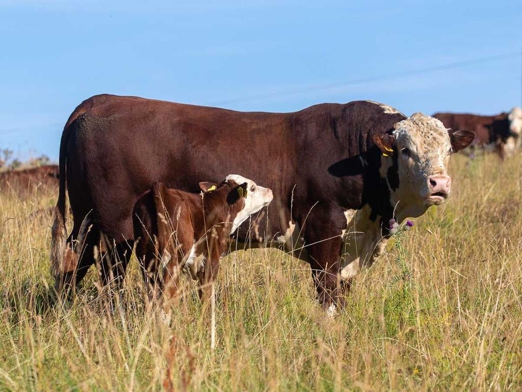 Are you my Daddy? A lovely demonstration of our placid Hereford bull. The hot dry summer seems a long time ago as it has been a long dark morning of pouring rain. #herefordcows #sunshine #rain #regenerativeagriculture #organic #localbrand ⁦<a href="/PastureForLife/">Pasture For Life</a>⁩