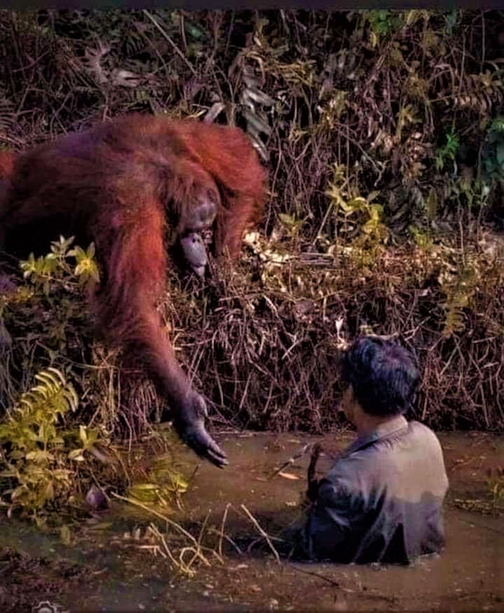 JoyofOneness's tweet photo. Perhaps the animals have more love for us than we realise. Sometimes I am humbled by their loving presence...
#animalsangels #helpinghand #love #care #HumbleBeast #humility #brotherhood #gratitude https://t.co/0BgTFOn4X8