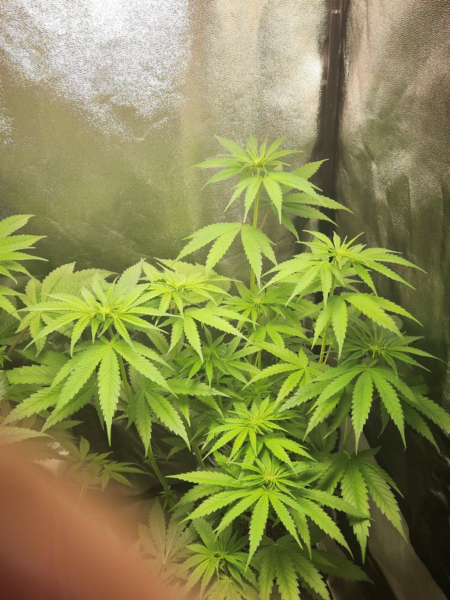 Chimera42o's tweet photo. Growth explosion courtesy of @BombSeeds. last week has seen some serious stretching growth, budsites they appear ๐. Had a little Nirogen deficiency little adjustment should fix that. #godfatherOG #bombseeds #CannabisCommunity #Mmemberville #homegrown #craftgrow #growyourown https://t.co/YAO2EImLX3