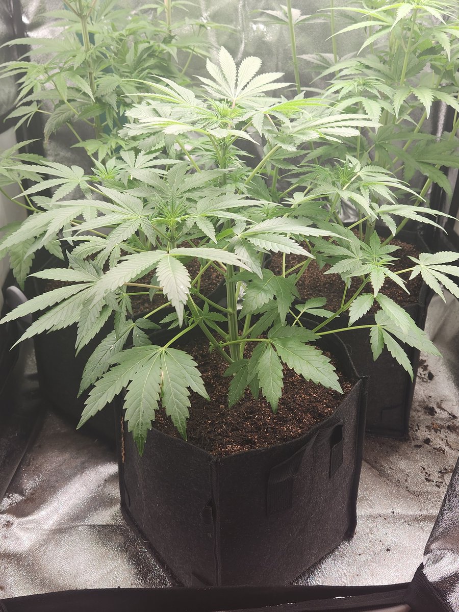 Chimera42o's tweet photo. Growth explosion courtesy of @BombSeeds. last week has seen some serious stretching growth, budsites they appear ๐. Had a little Nirogen deficiency little adjustment should fix that. #godfatherOG #bombseeds #CannabisCommunity #Mmemberville #homegrown #craftgrow #growyourown https://t.co/YAO2EImLX3