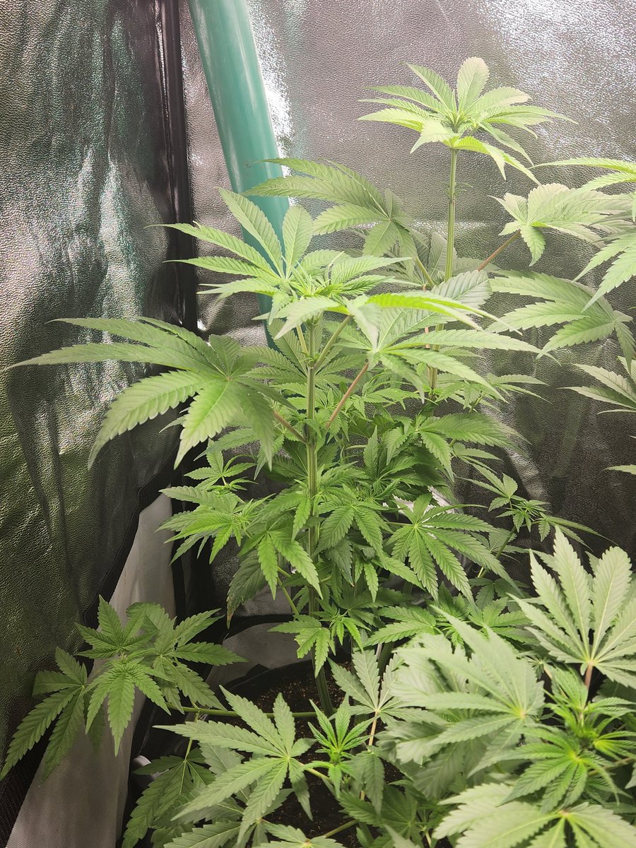 Chimera42o's tweet photo. Growth explosion courtesy of @BombSeeds. last week has seen some serious stretching growth, budsites they appear ๐. Had a little Nirogen deficiency little adjustment should fix that. #godfatherOG #bombseeds #CannabisCommunity #Mmemberville #homegrown #craftgrow #growyourown https://t.co/YAO2EImLX3