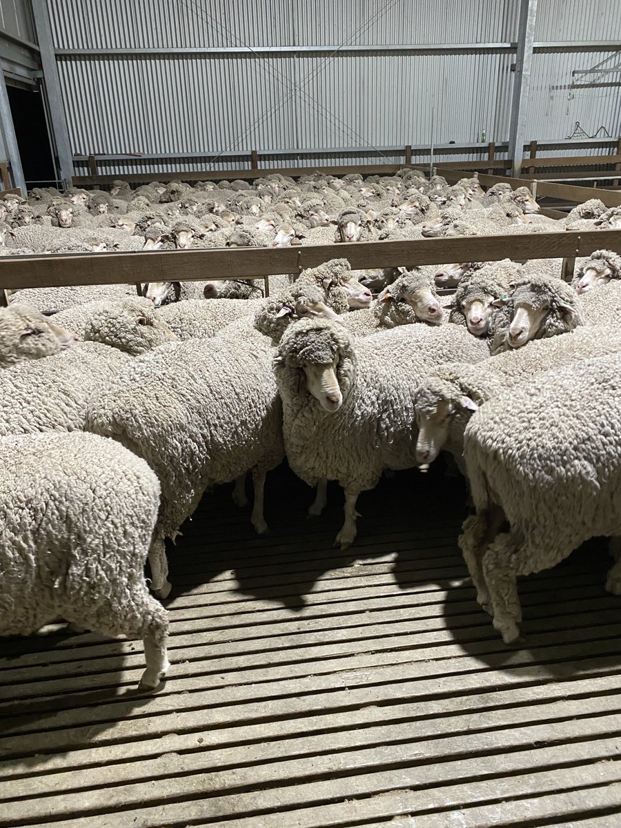 Ten months wool,might need a few more packs in December