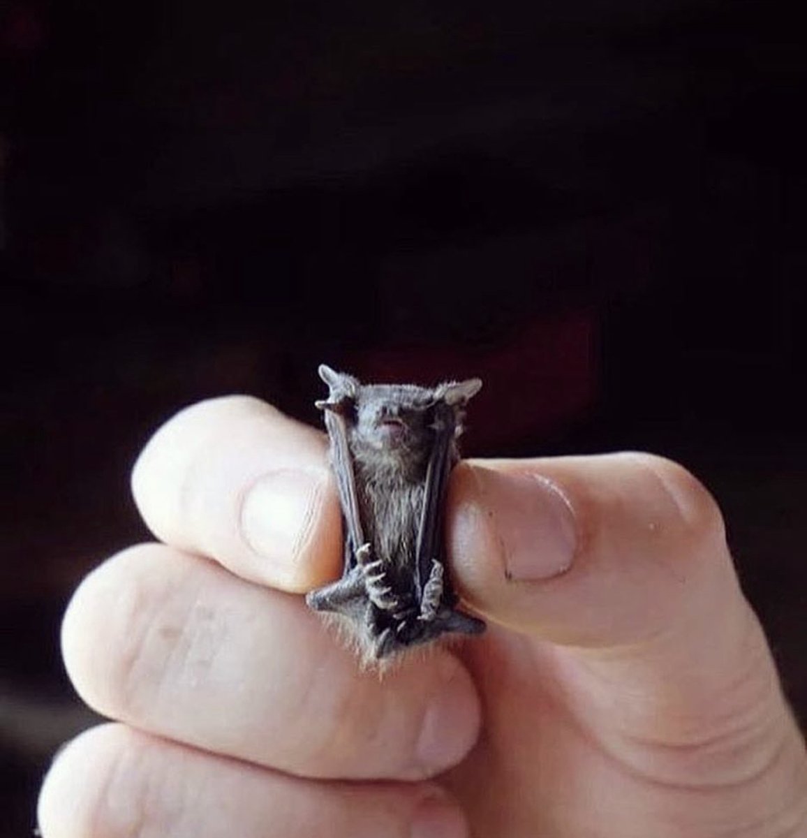 SpiralDirect's tweet photo. Pocket bat anyone?🦇

This is a bumblebee bat! It’s the smallest species of bat and arguably the worlds smallest mammal 💀🙌

They’re around 3cm long! 

📸thehorrorgallery 

#goth #metalhead #metal #bats #bumblebeebat #altaesthetic #gothaesthetic #gothmemes https://t.co/8wypjO3eT7