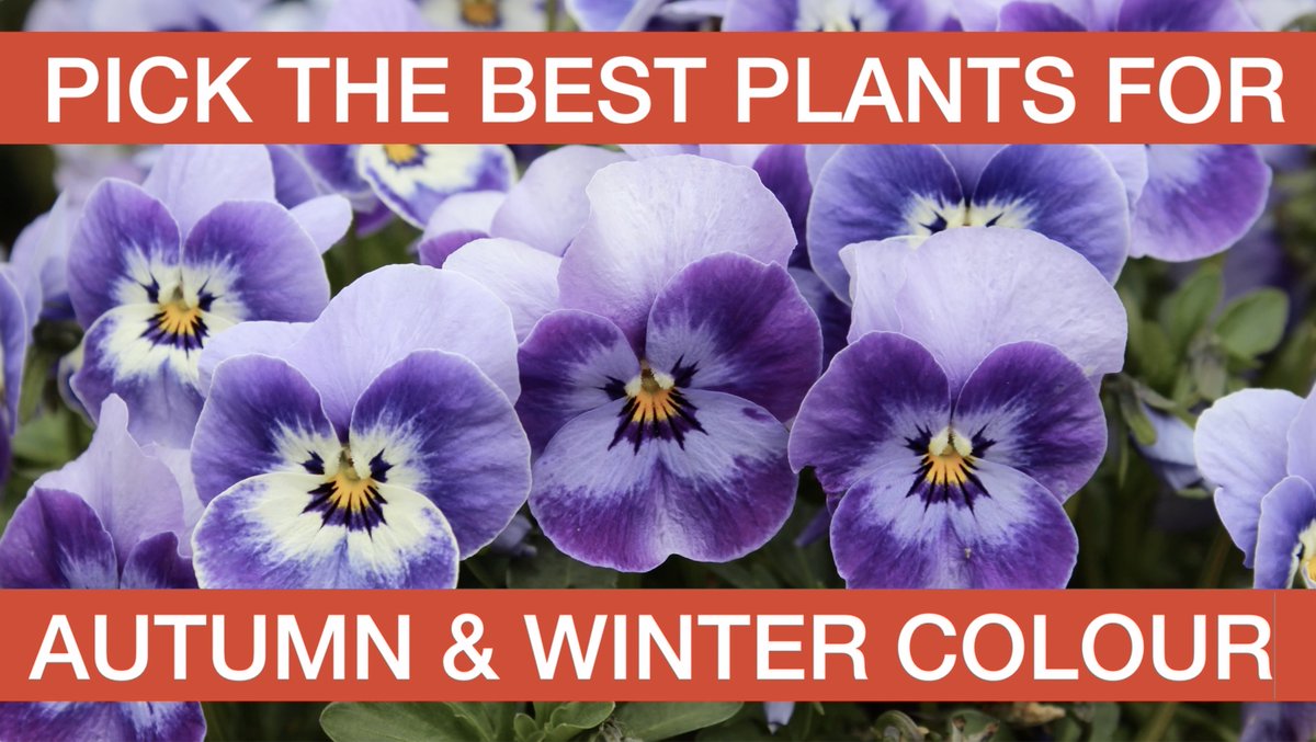 Adams__Garden's tweet photo. How colourful will your garden be this winter? Check out my lastest video to "Pick The Best Plants For Autumn And Winter Colour". https://t.co/EZNiuEf4EH  #GardeningTwitter #gardening #garden #gardens #GardenersWorld #flowers #plants #mygarden @gardentags #wildlife #bees #nature https://t.co/7nboSYuAnT