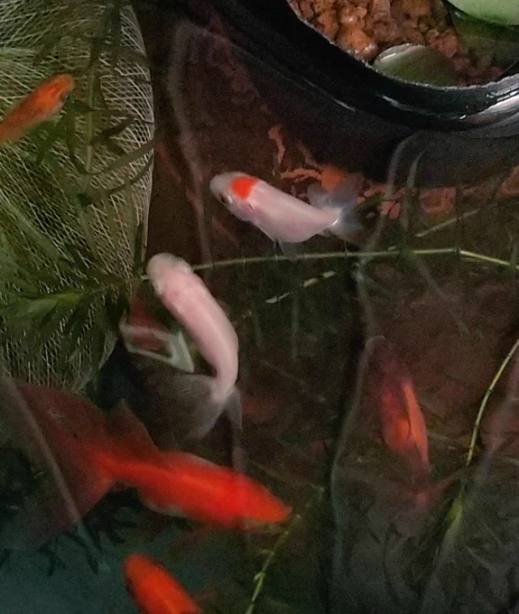 昨日写真撮って上げるの忘れてた金魚双璧ワンジのが大きいんよね… 
