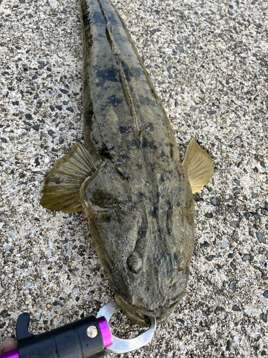 dorarafishing's tweet photo. ハゼ釣り行ってハゼクランクでハゼ釣って飽きてマゴチ狙って56センチのマゴチゲット✨ https://t.co/lVPmTRZPbH