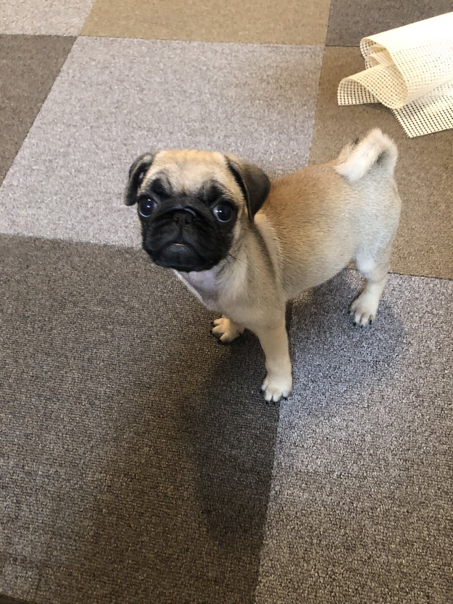 2pug2pug's tweet photo. さくらが天国に行ってしまってから2ヶ月。たくさん悩んでさくらとししまるの面影を感じるパグちゃんと出会いました。

今日、我が家に家族が増えました。
ふく（女の子）🐶と申します😁
宜しくお願いしま〜す♪ https://t.co/RS1dCskjmT