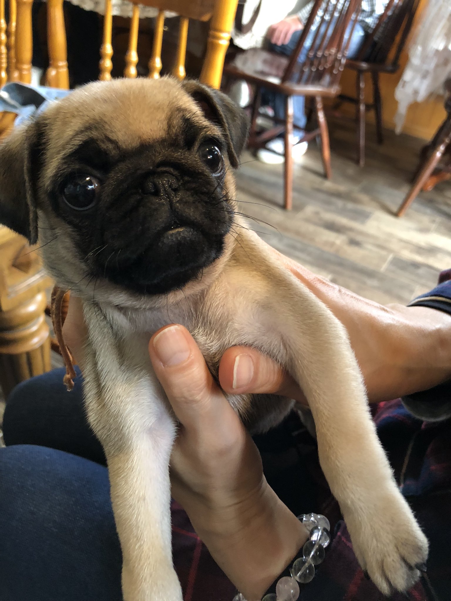 パグズの子分8989 (@2pug2pug) / X