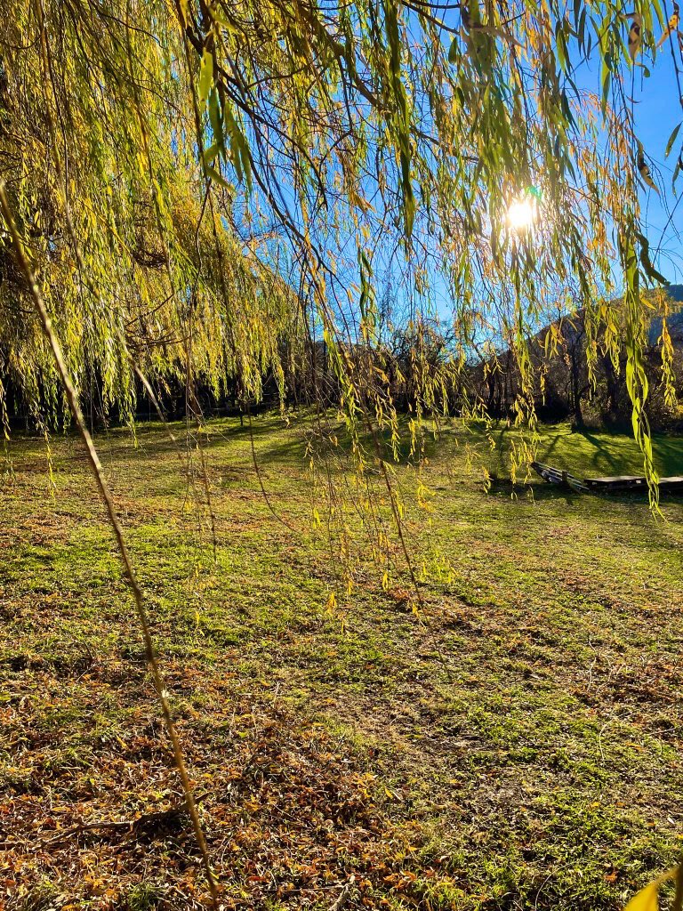 Aliferova_T tweet media