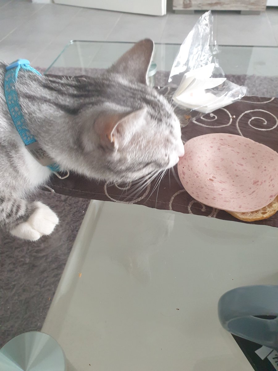 Kater_Fion's tweet photo. Hmmmmmmmmhhhh Lecker
#sprüche #Fion #KaterFion #Shorts #cat #cats
#katzen #Video #miauen #schlaflied #viral
#katzenvideos #katze #Kater #katzen #Youtube
#tierliebe #liebe https://t.co/yCohHCuPqE
