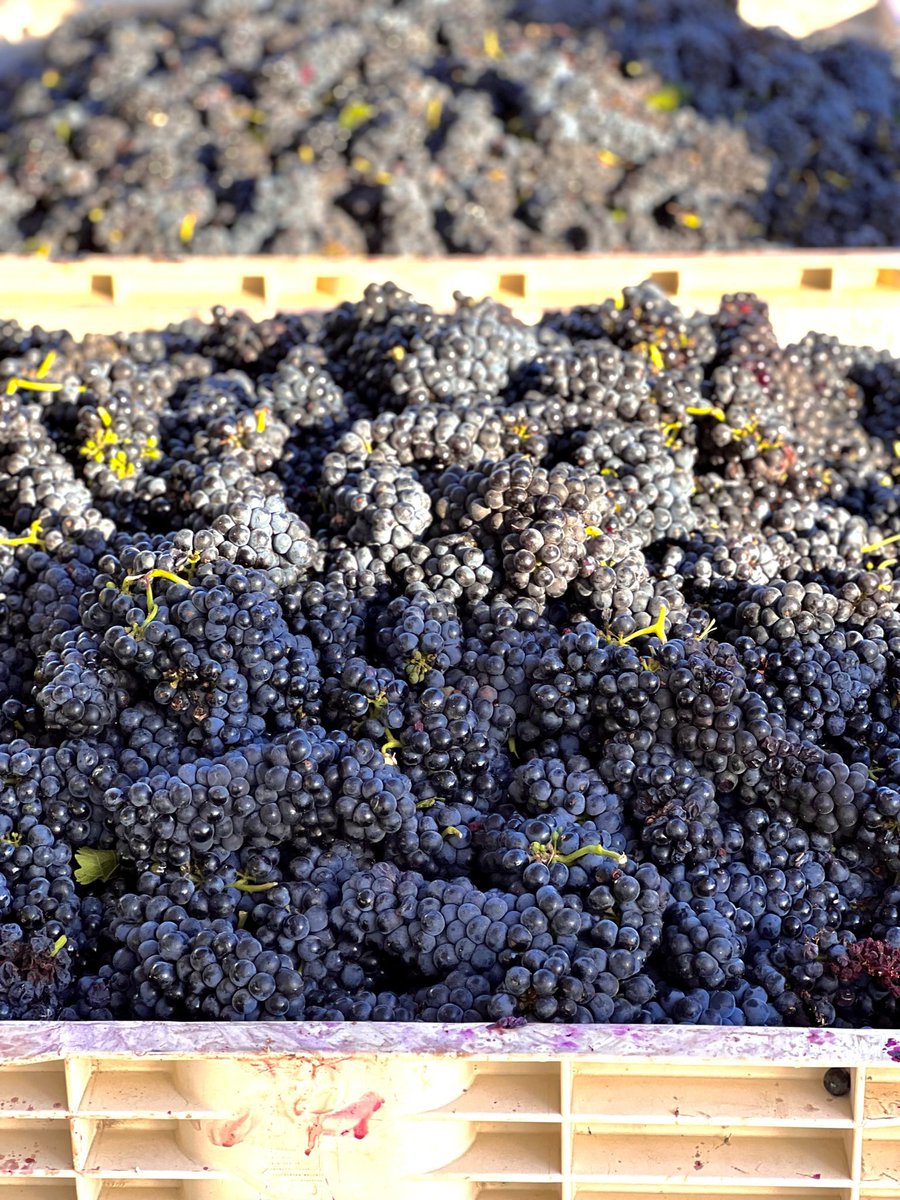 mambaitaliana's tweet photo. A throwback to early September watching the harvest @AkashWinery in @visit_temecula https://t.co/MSKeJ2zJYb