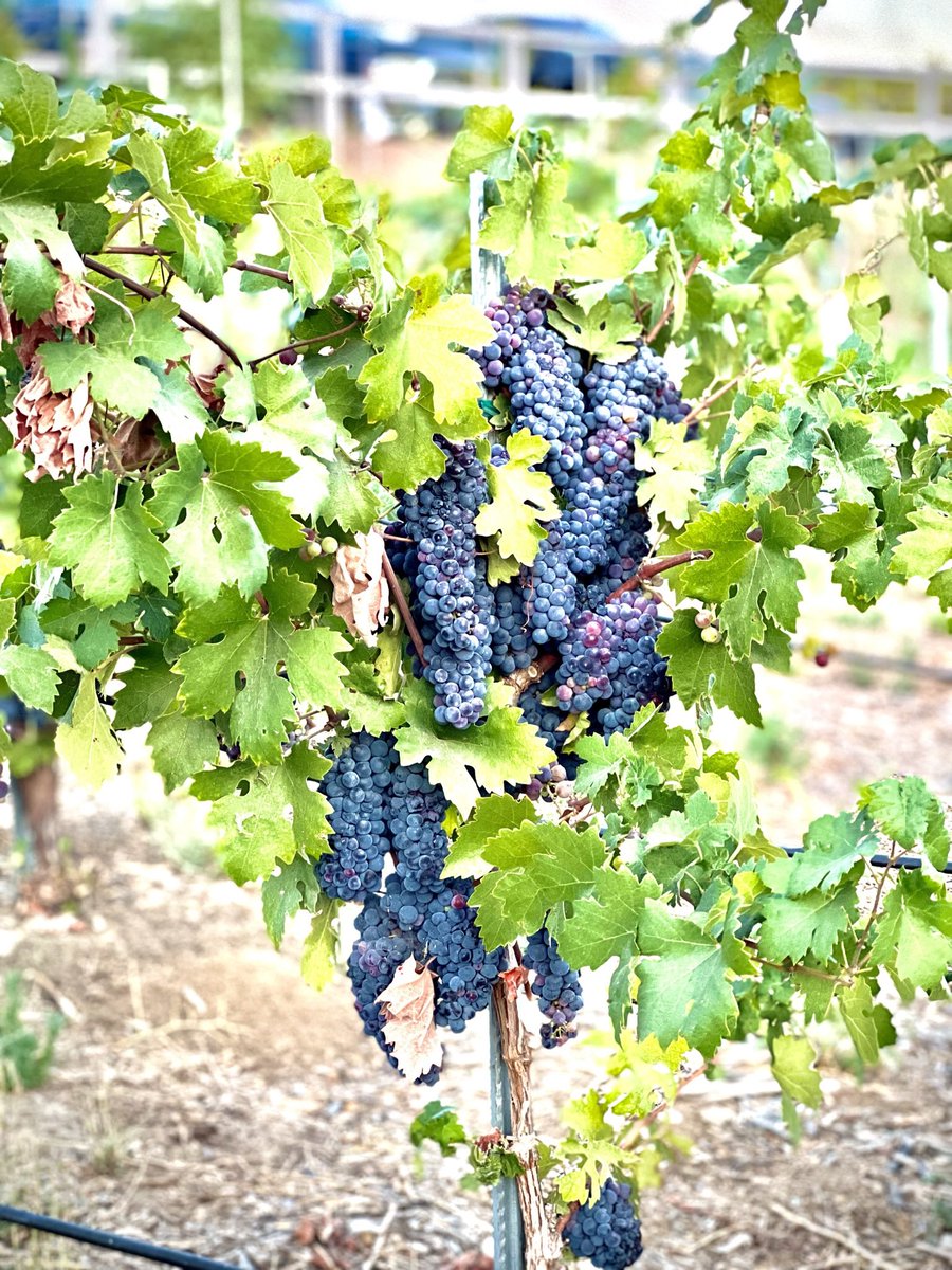 mambaitaliana's tweet photo. A throwback to early September watching the harvest @AkashWinery in @visit_temecula https://t.co/MSKeJ2zJYb