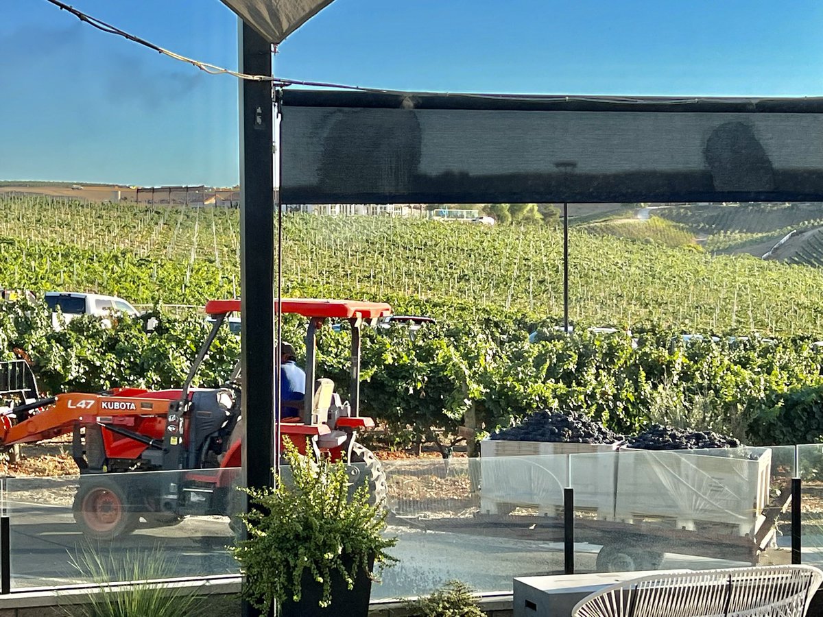 A throwback to early September watching the harvest @AkashWinery in @visit_temecula