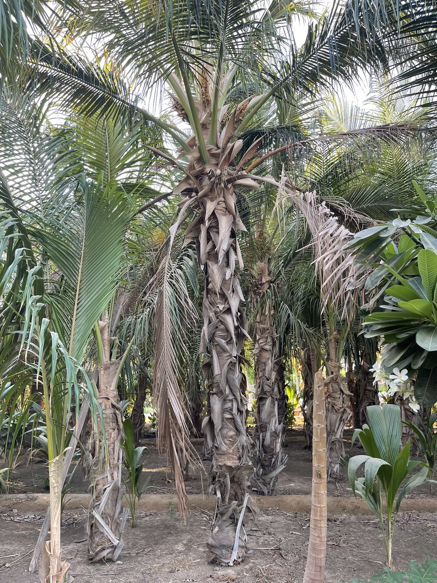 نخيل جوز الهند