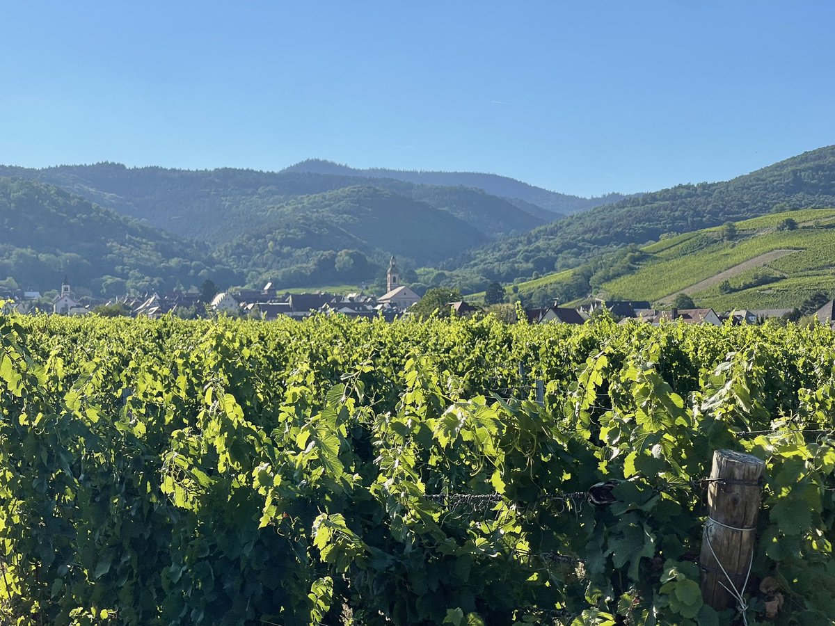 mrgreenlizard's tweet photo. Labrīt! Dzestrs, bet saulains rīts Francijas dienvidos. Dzerot kafiju, var atrast arī kādu aizkavējušos vīnogu ķekaru. Tos droši var noplūkt un baudīt, jo 99% ražas ir novākti un jau top vīns. 🇫🇷☕️🦎🍇 https://t.co/7i3b7SRHC9