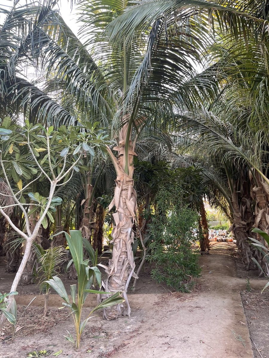 نخيل جوز الهند