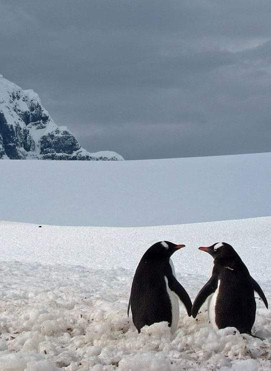 CarlodeBlasio1's tweet photo. Pinguini tattici surreali. #AnimalsFreedom https://t.co/3l4v0DvZNI
